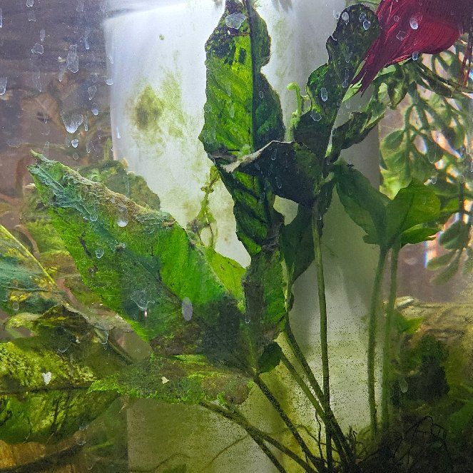 Photo of the plant species Asian Water Fern by @Evilkitty named Ryu on Greg, the plant care app