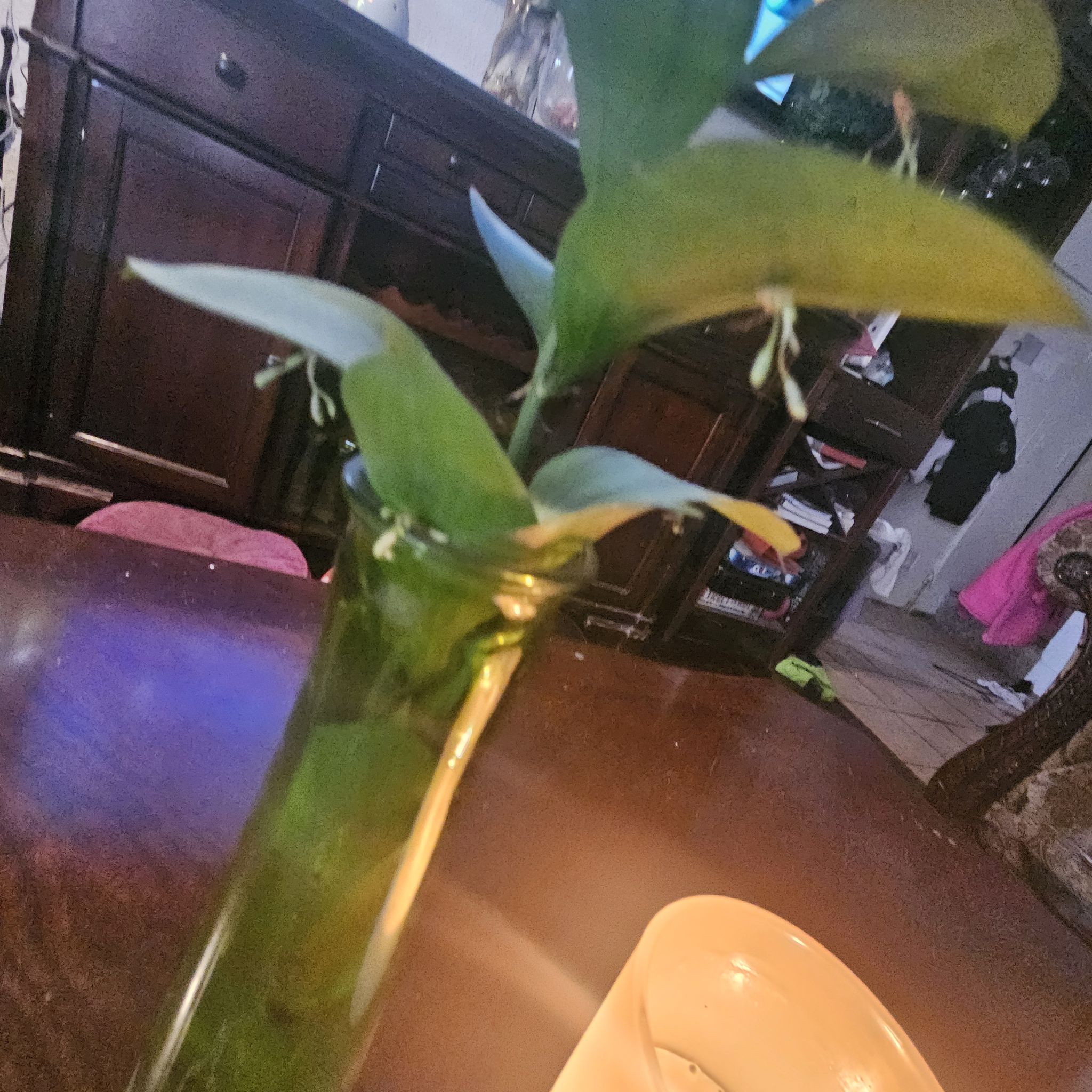 Photo of the plant species Spineless Butcher's Broom by @Evilkitty named Zachariah on Greg, the plant care app