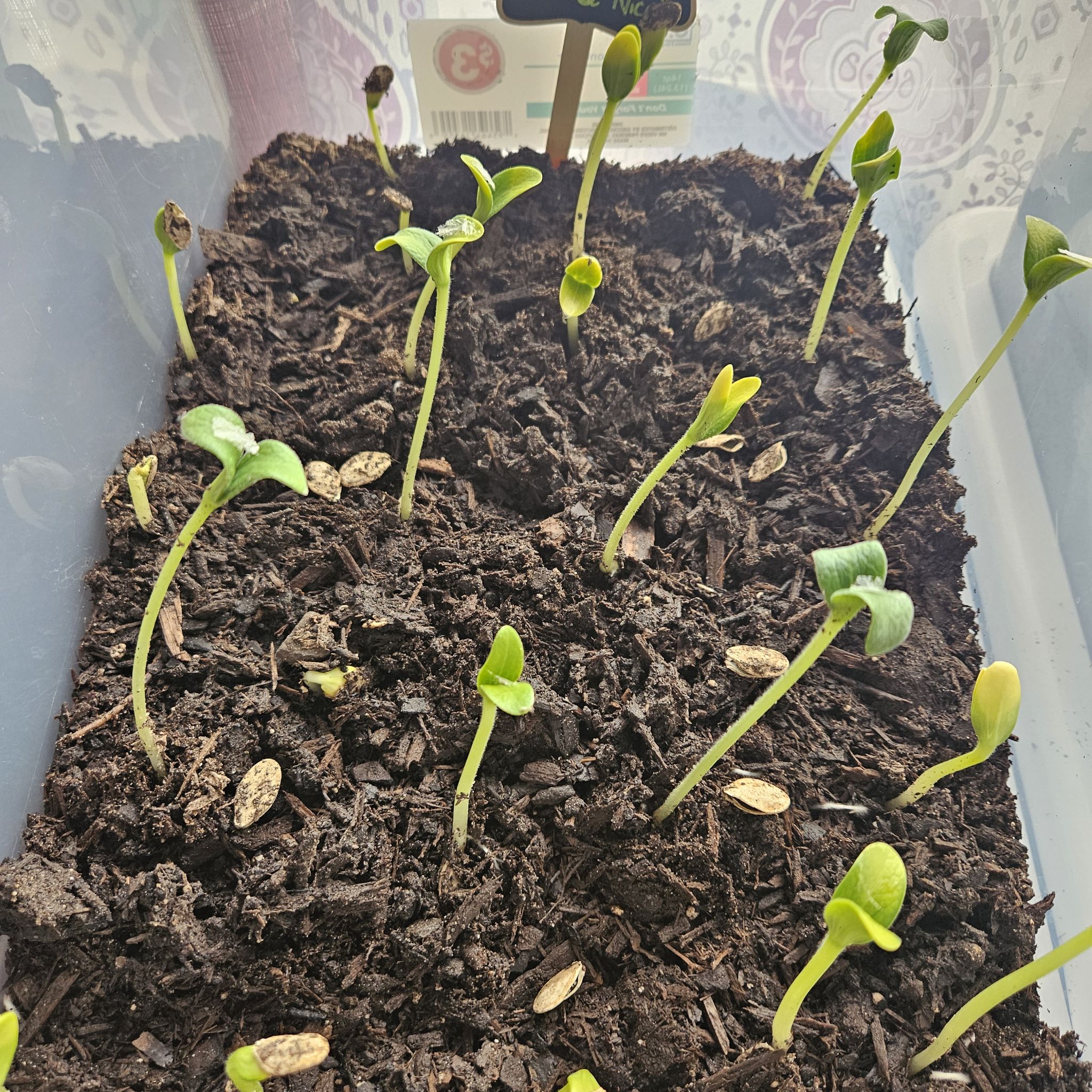 Photo of the plant species Round Zucchini by @Evilkitty named AUDREYS on Greg, the plant care app
