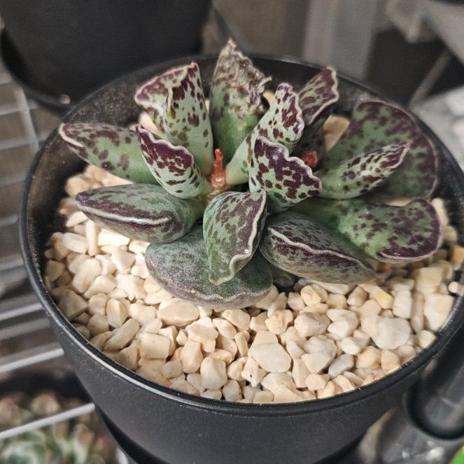 Photo of the plant species Plover Eggs Plant by @succulentdebs named Sherlock on Greg, the plant care app