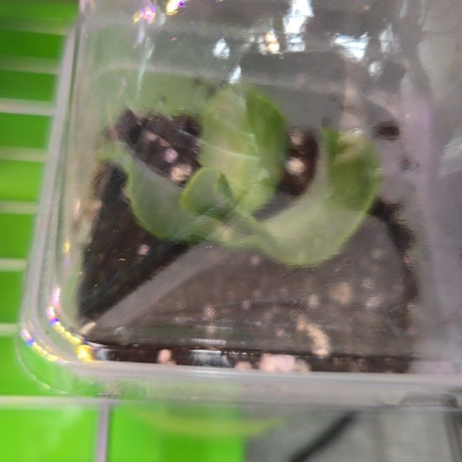 Photo of the plant species curly jade by @succulentdebs named Harper on Greg, the plant care app