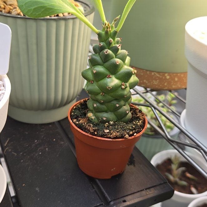 Photo of the plant species Euphorbia ritchiei by @succulentdebs named Delilah on Greg, the plant care app