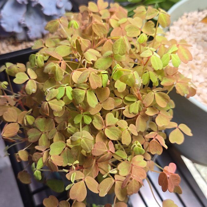 Photo of the plant species Sunset Oxalis by @succulentdebs named ChloroPhil on Greg, the plant care app