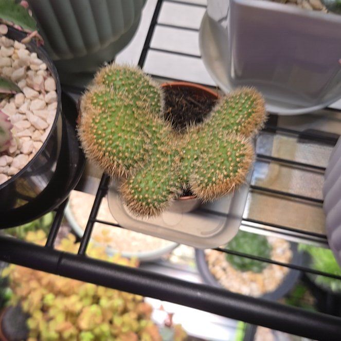 Photo of the plant species Hildewintera Aureispina Crest Variagated Grafted by @succulentdebs named Gaga on Greg, the plant care app
