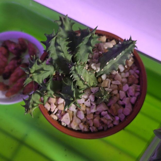 Photo of the plant species Huernia macrocarpa by @succulentdebs named Einstein on Greg, the plant care app