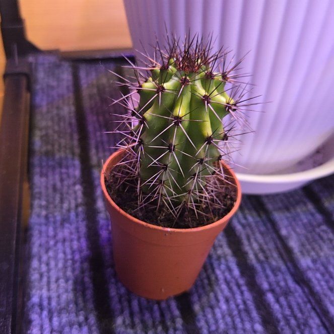Photo of the plant species Peruvian Torch Cactus by @succulentdebs named Sage on Greg, the plant care app