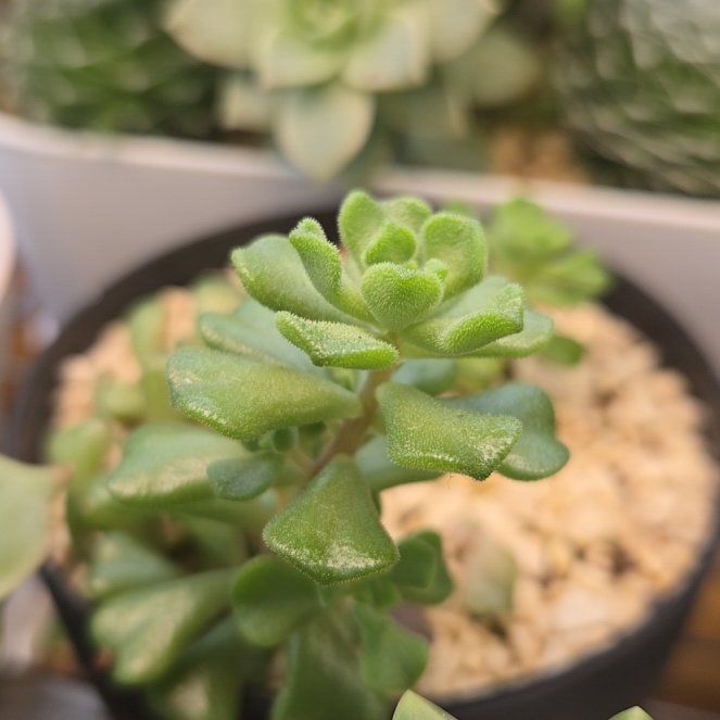 Photo of the plant species Ice Green by @succulentdebs named Miley on Greg, the plant care app