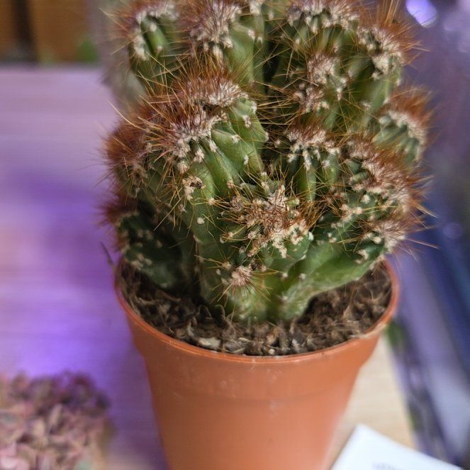 Photo of the plant species Peruvian Apple Cactus Monstrose by @succulentdebs named Fernie Mercury on Greg, the plant care app