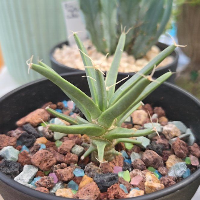 Photo of the plant species Agave Cactus by @succulentdebs named McKinley on Greg, the plant care app