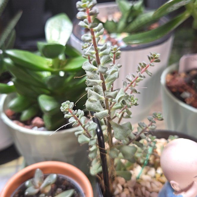 Photo of the plant species Bridal Bouquet by @succulentdebs named Momo on Greg, the plant care app