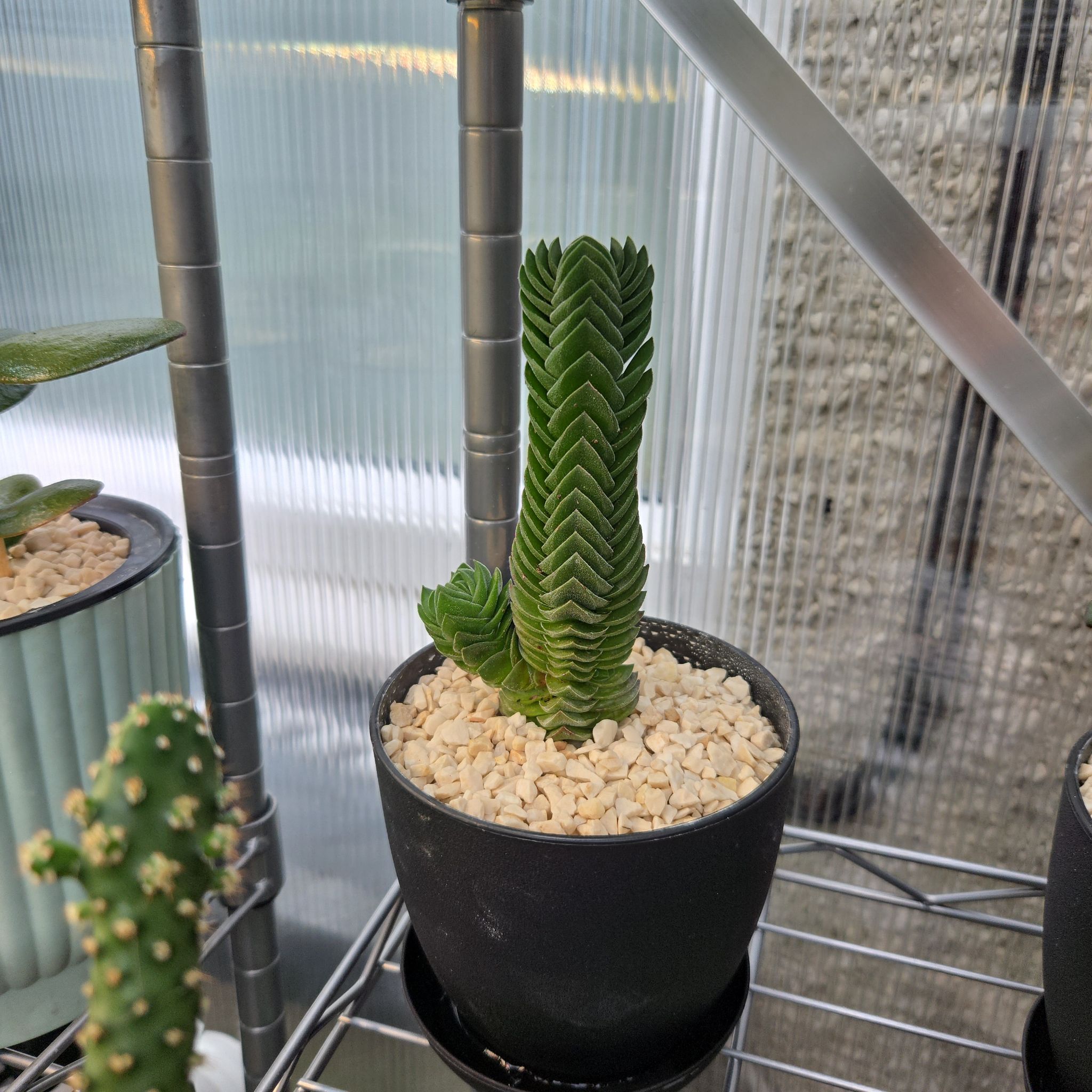Photo of the plant species Crasusula buddha's temple by @succulentdebs named Spike Leaves on Greg, the plant care app