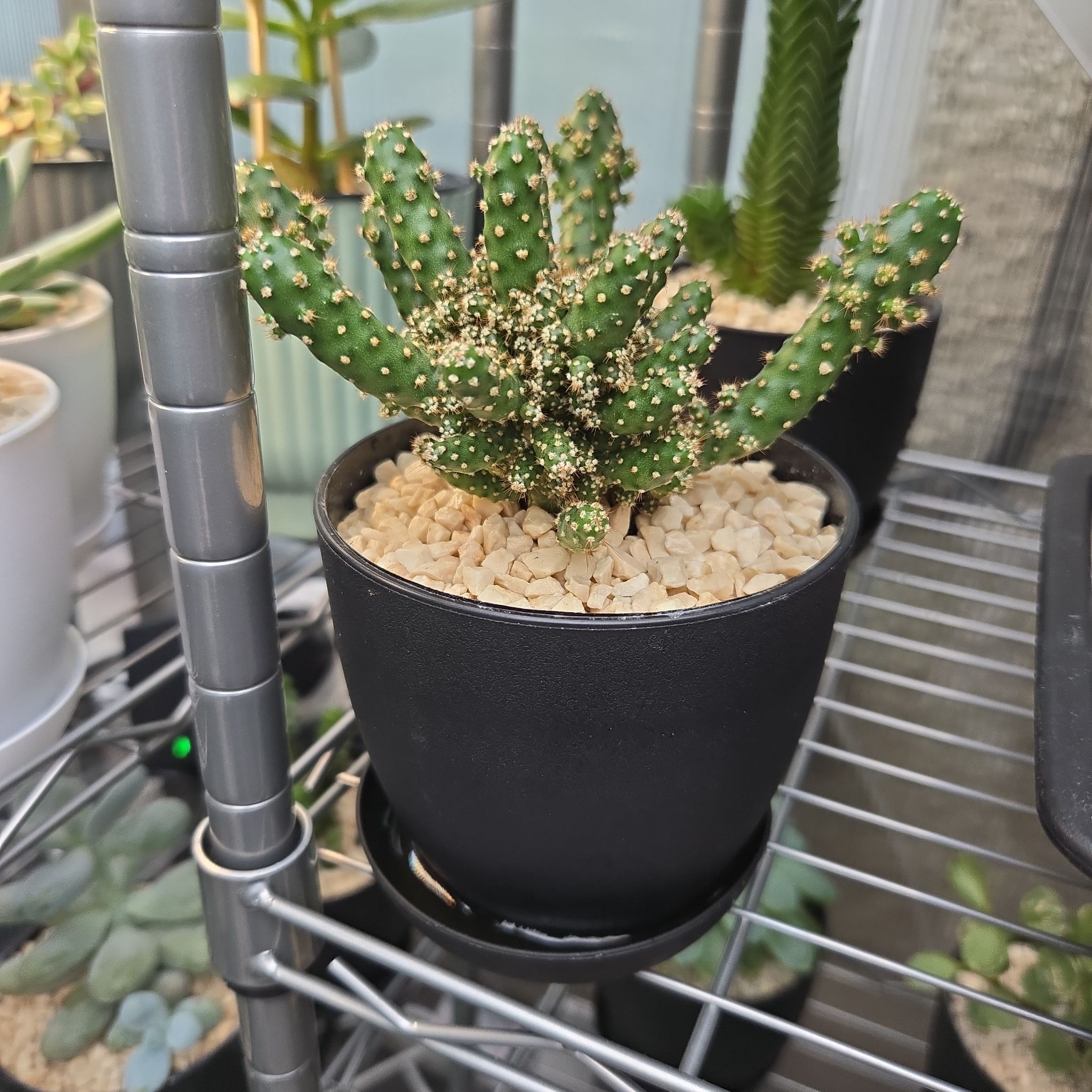 Photo of the plant species Joseph's Coat Cactus by @succulentdebs named Pax on Greg, the plant care app