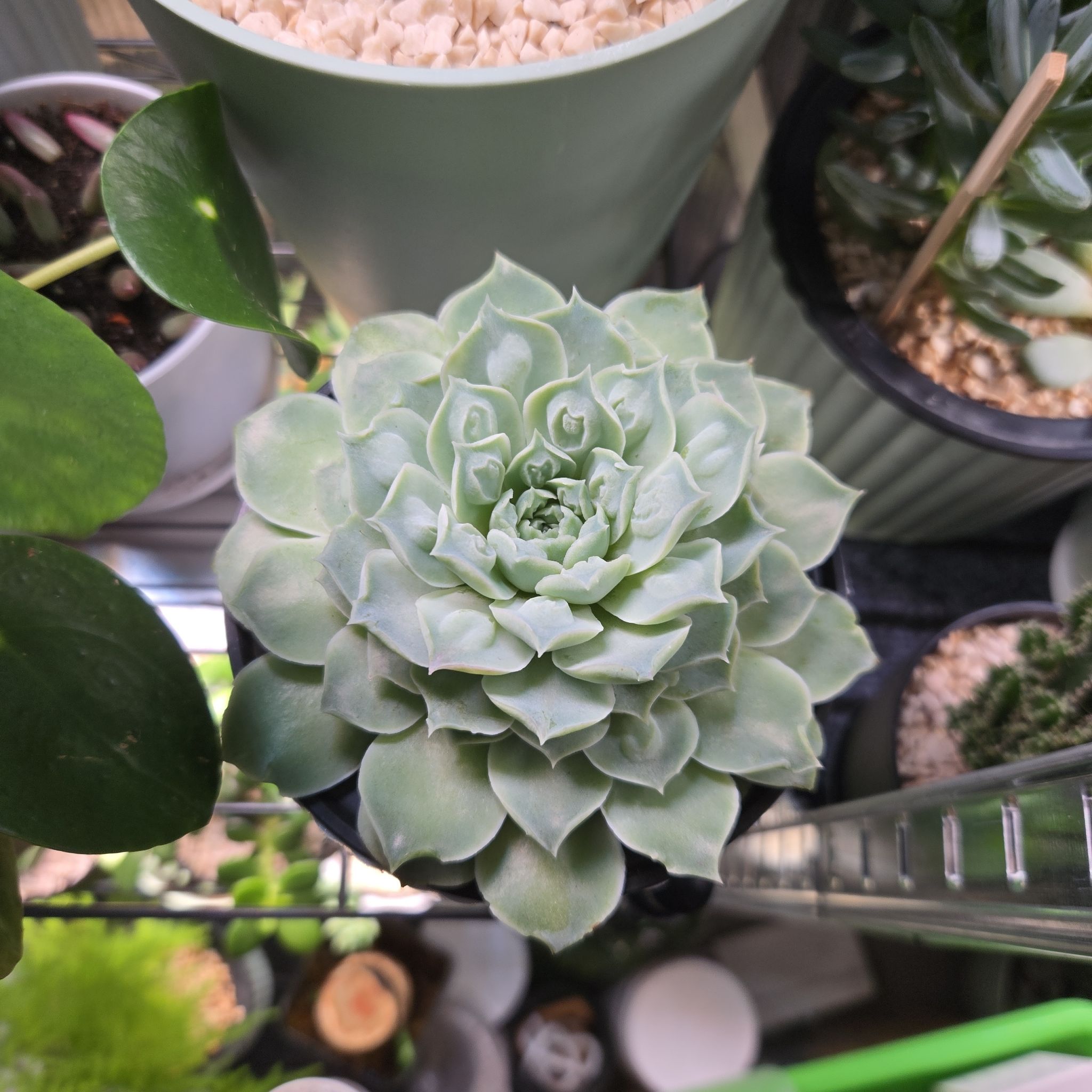 Photo of the plant species Raindrop Echeveria by @succulentdebs named Elina on Greg, the plant care app