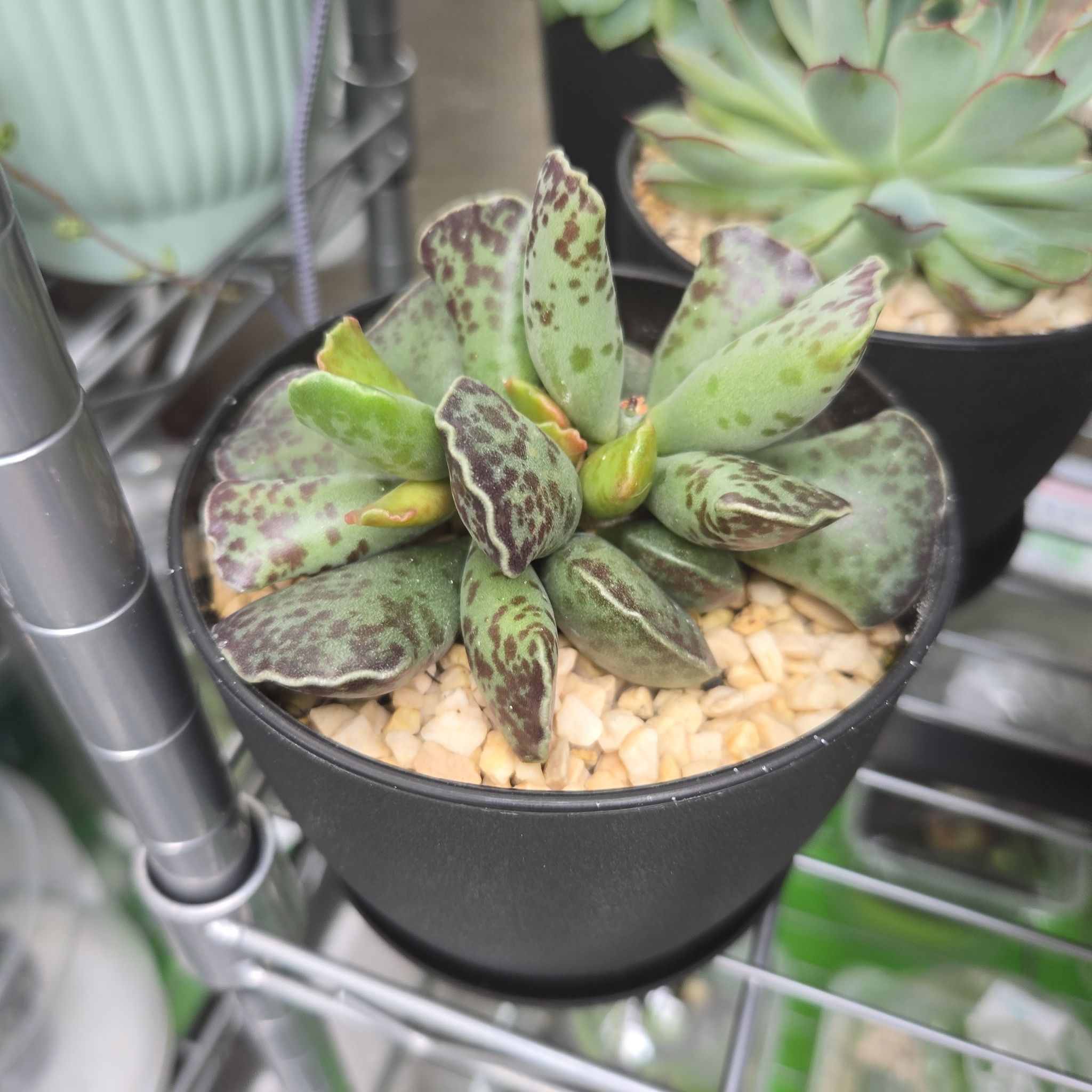 Photo of the plant species Calico Heart by @succulentdebs named Cleopatra on Greg, the plant care app
