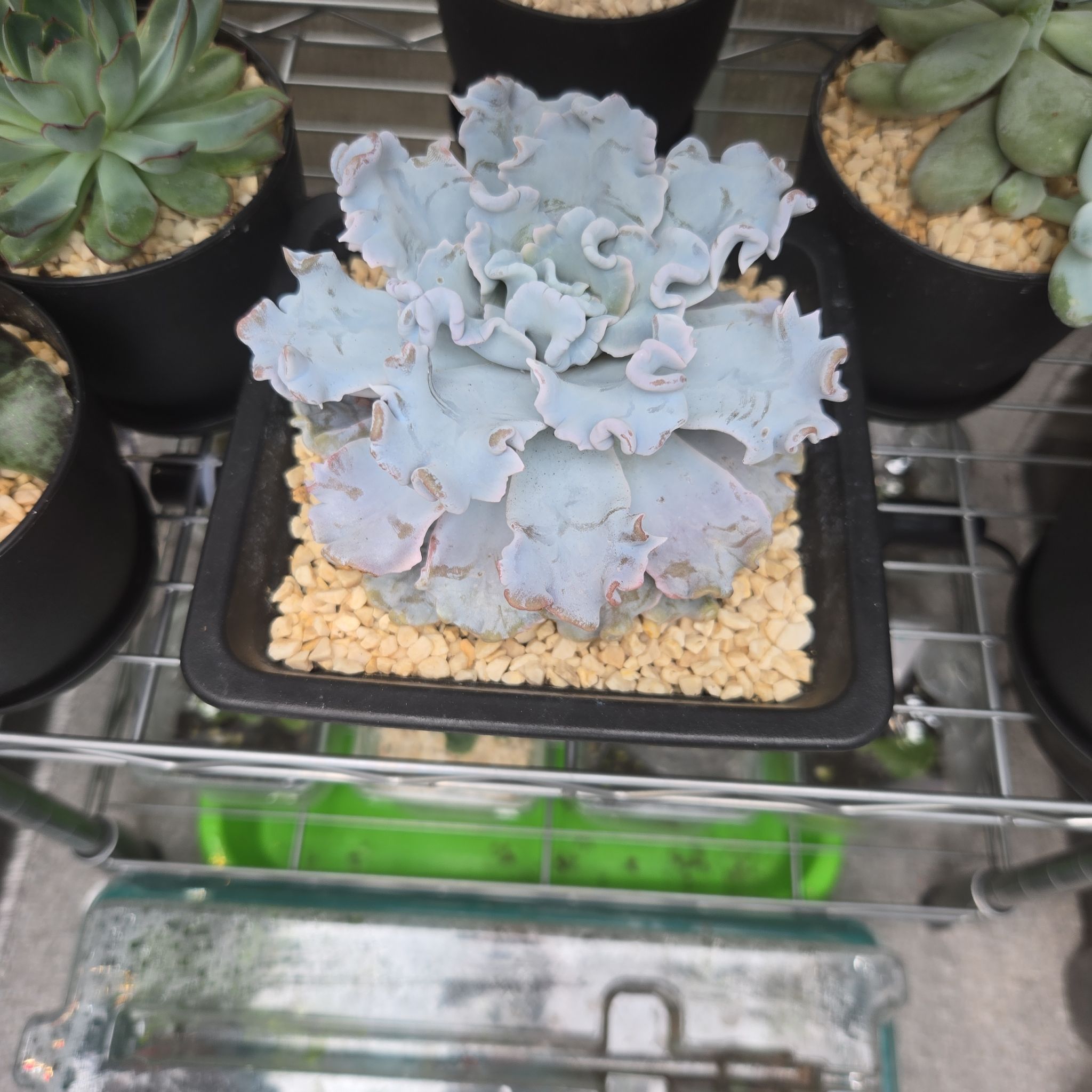 Photo of the plant species Echeveria 'Arabella' by @succulentdebs named Curly Sue on Greg, the plant care app