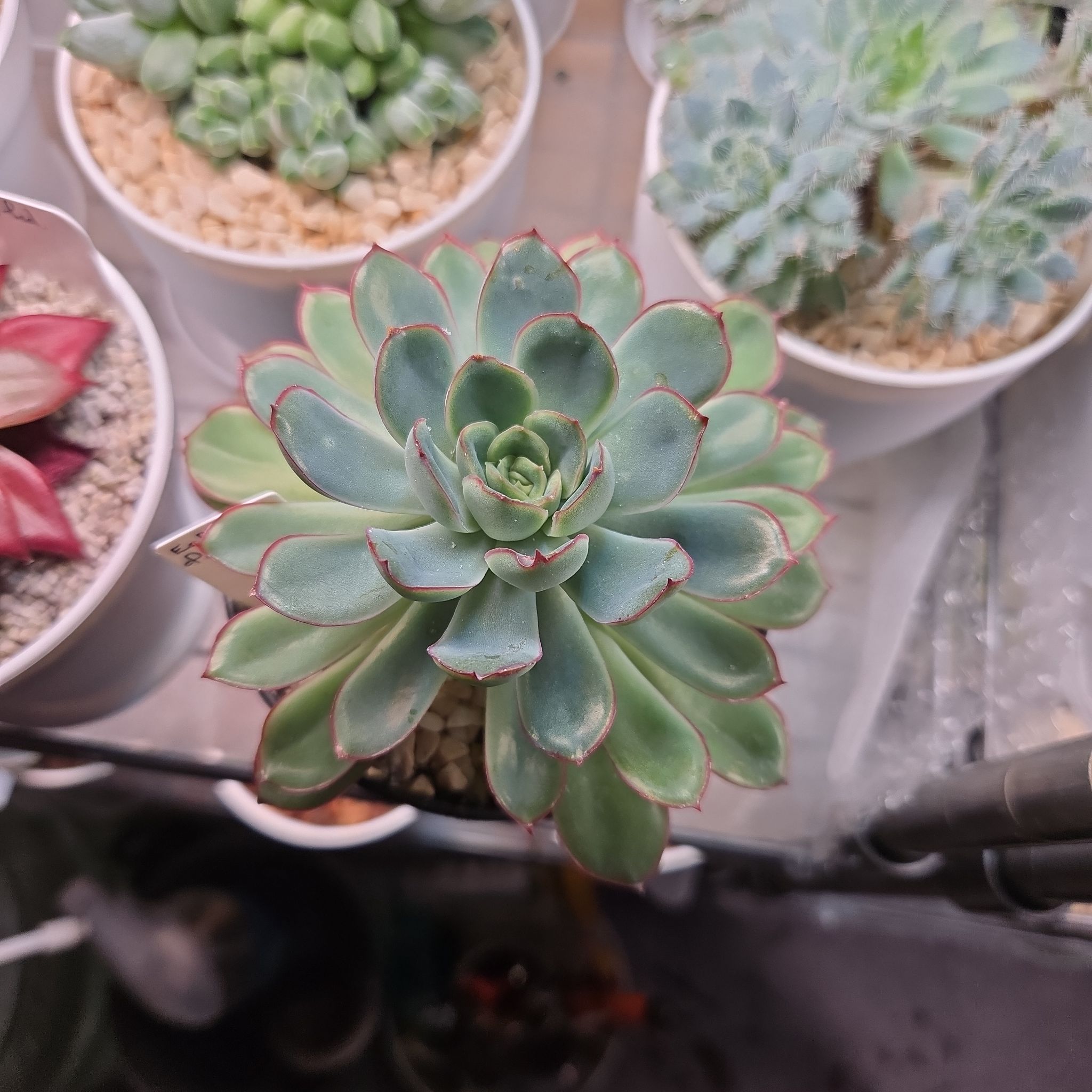 Photo of the plant species Echeveria 'Fabiola' by @succulentdebs named Doja Cat on Greg, the plant care app