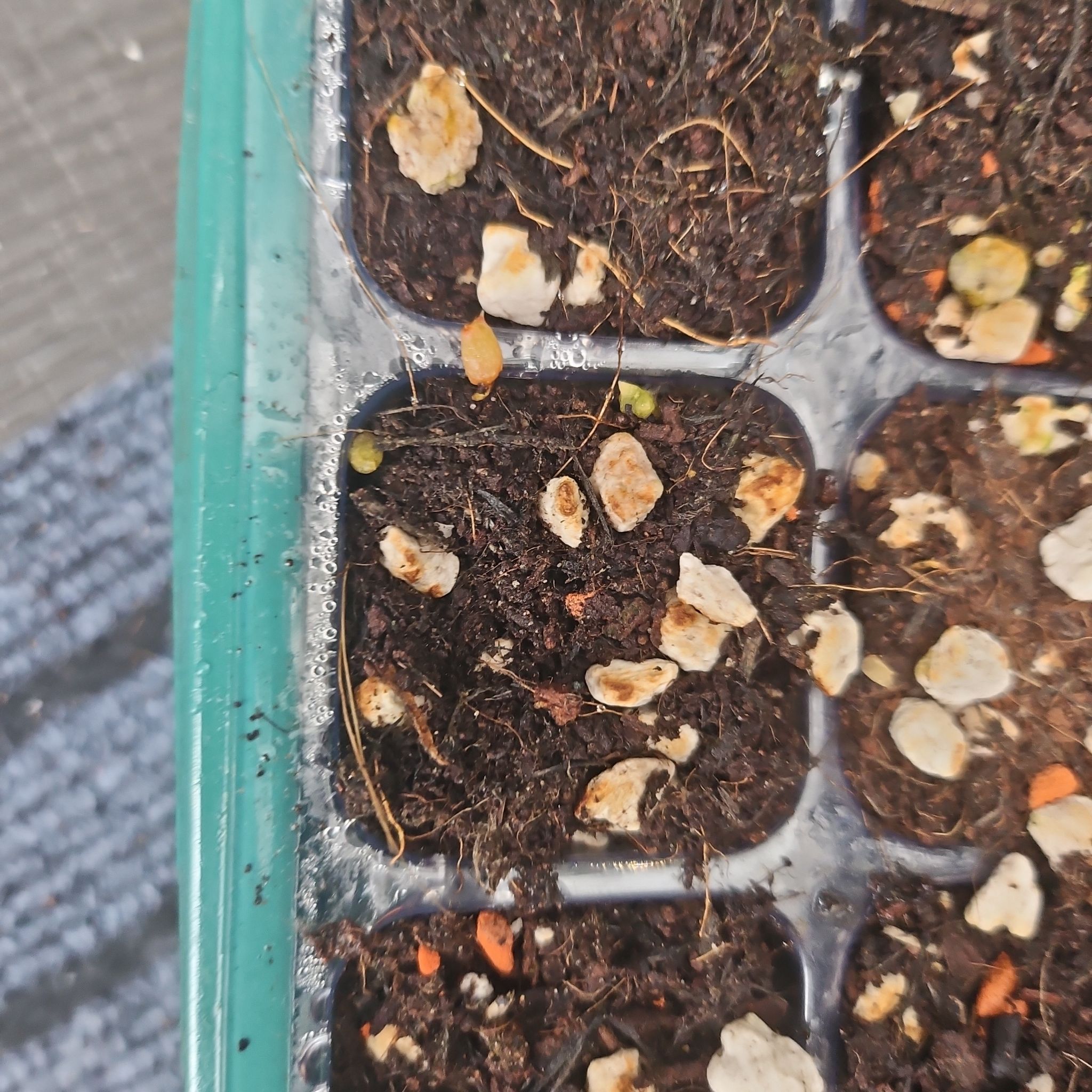Plant care for Cactus on Greg, the plant care app