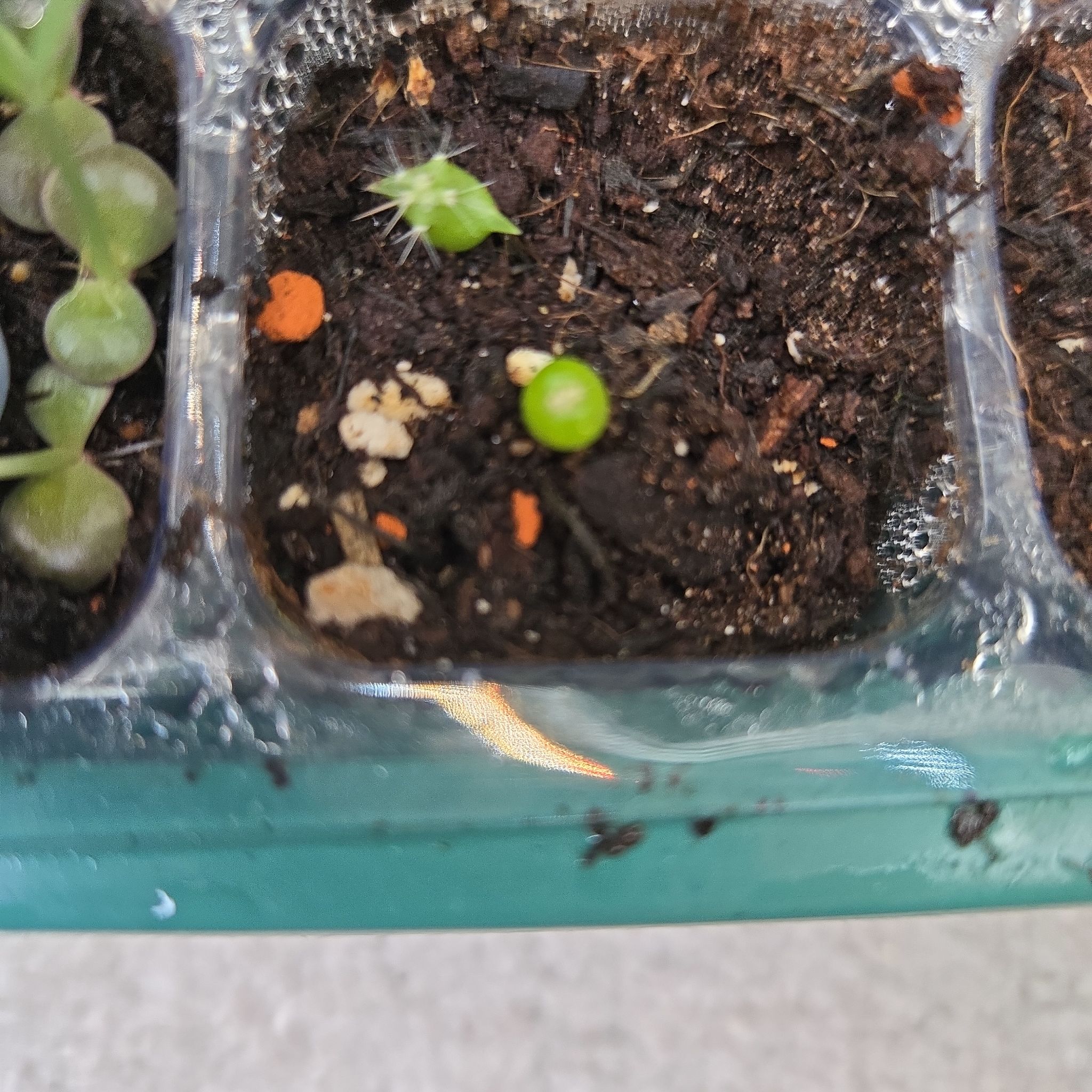 Photo of the plant species Cactus by @succulentdebs named Muhammad Ali on Greg, the plant care app