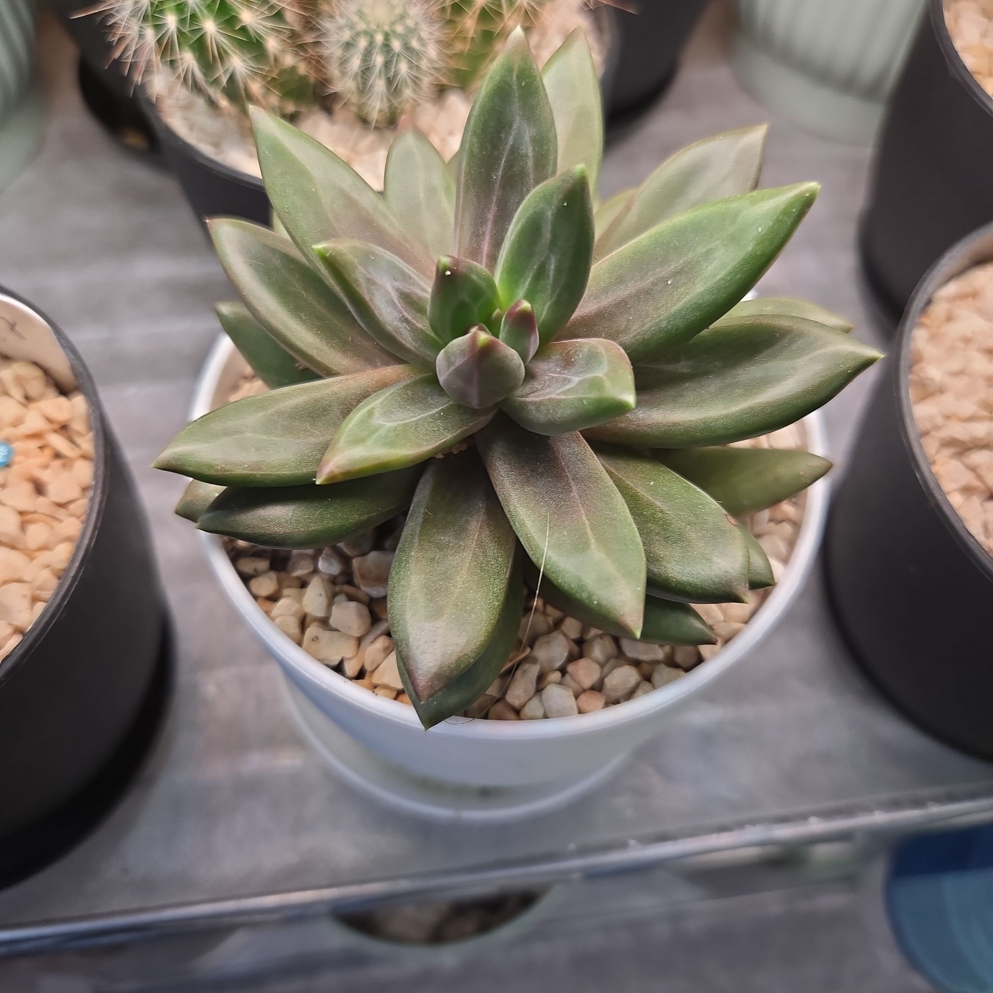 Photo of the plant species SunvivorTM Black Hens and Chicks by @succulentdebs named Maci~Moo on Greg, the plant care app