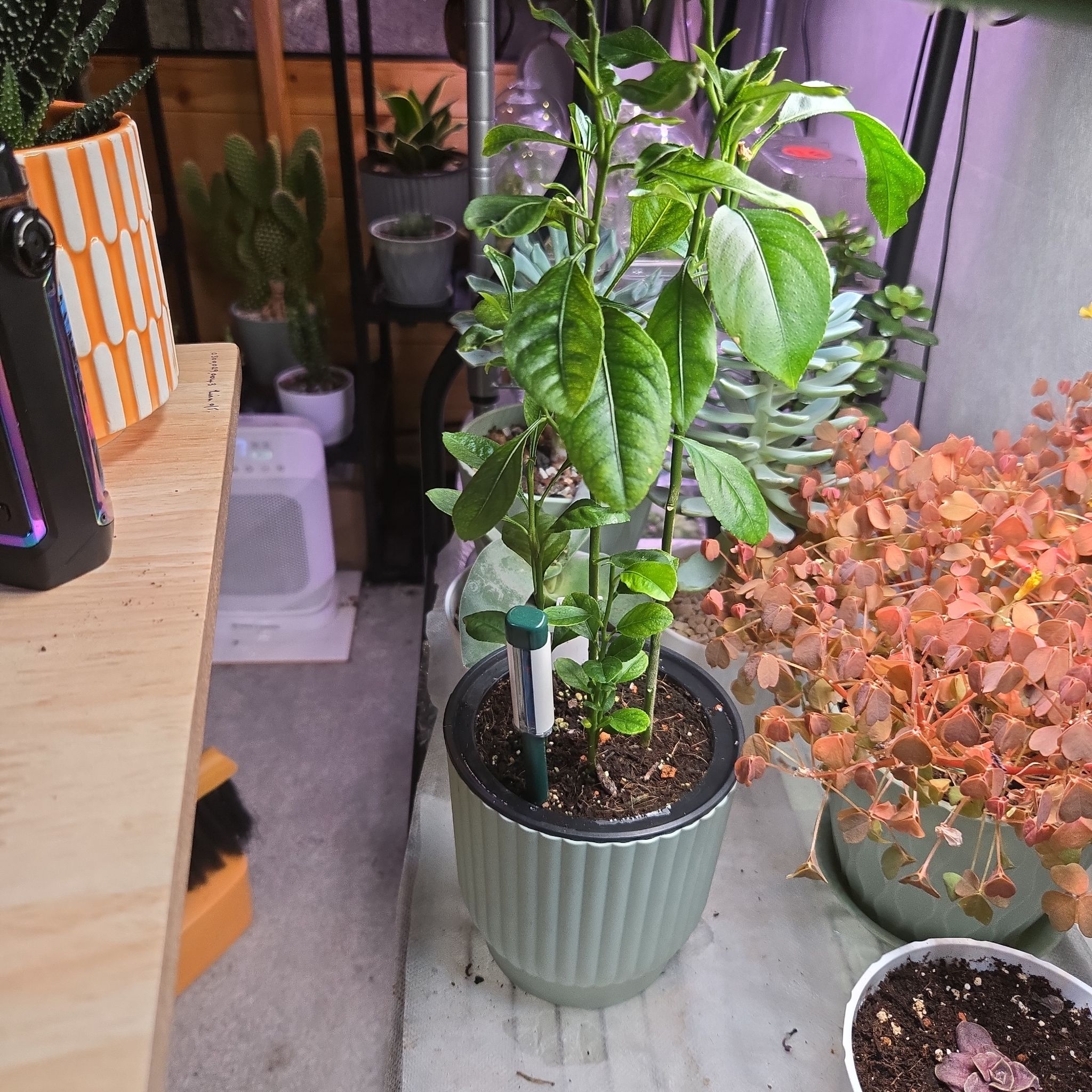 Photo of the plant species Lily 'Lemon Tree' by @succulentdebs named Lilly~Lemon drop on Greg, the plant care app