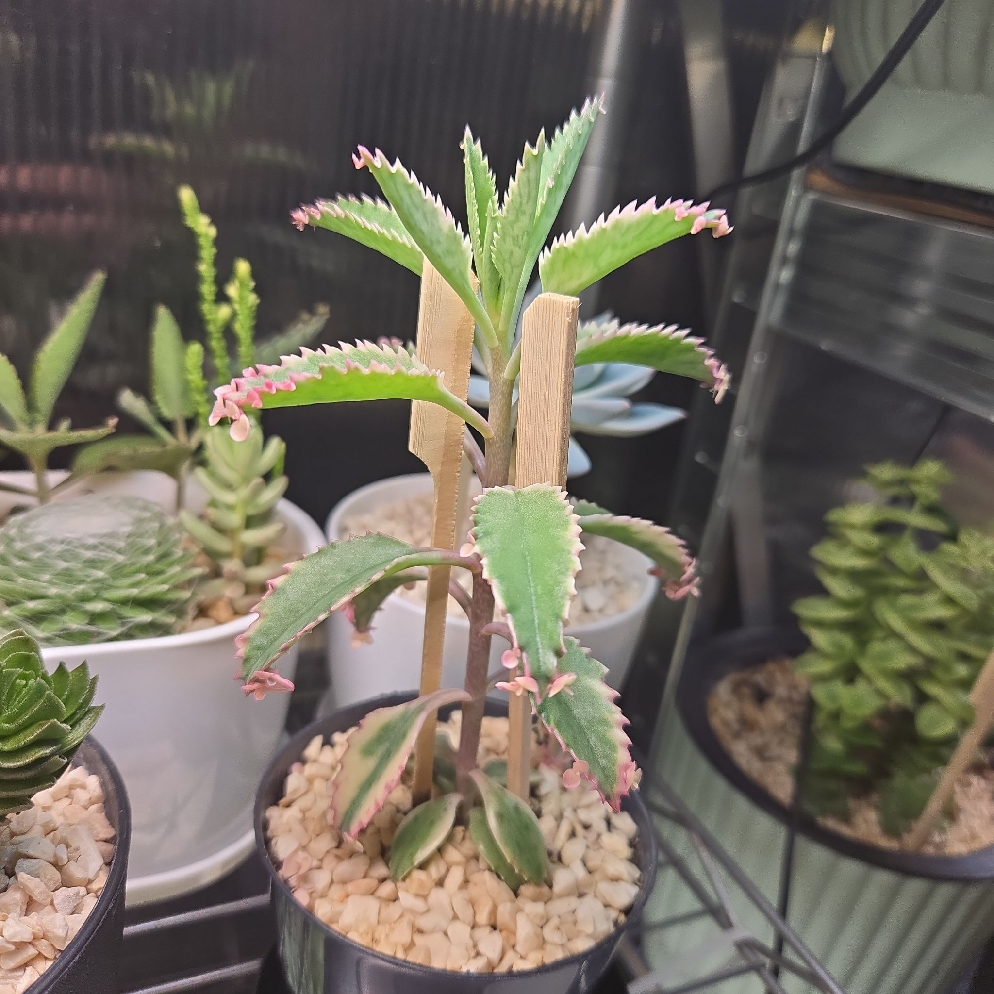 Photo of the plant species Kalanchoe 'Pink Butterflies' by @succulentdebs named Cleopatra on Greg, the plant care app