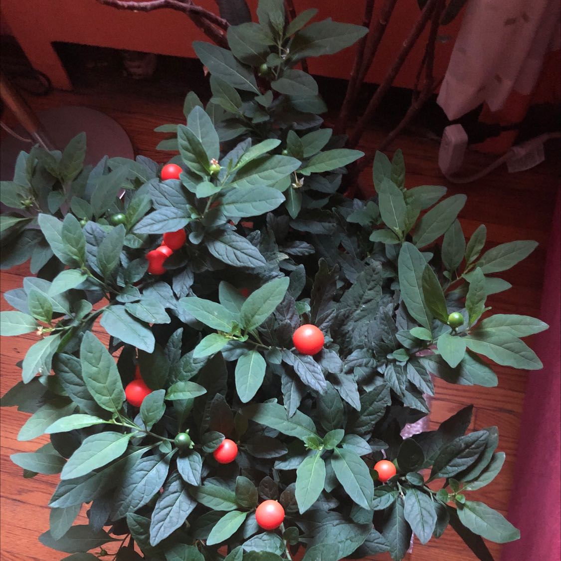 Jerusalem Cherry plant with green leaves and red and green berries.