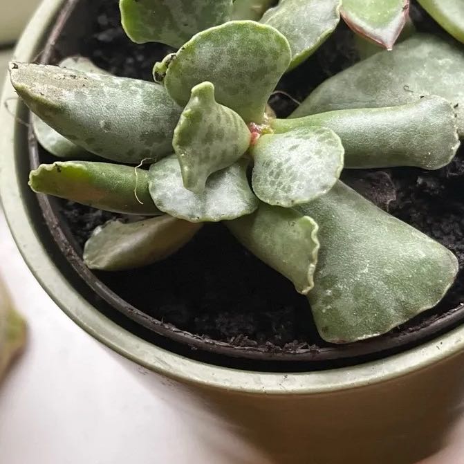 Photo of the plant species Plover Eggs Plant by @PoisedPilea16 named Taylor Swift on Greg, the plant care app