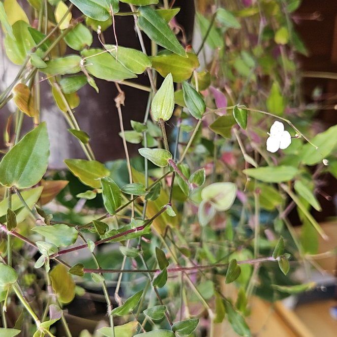Photo of the plant species Bridal-Creeper by @BrightPepper named Gobi on Greg, the plant care app