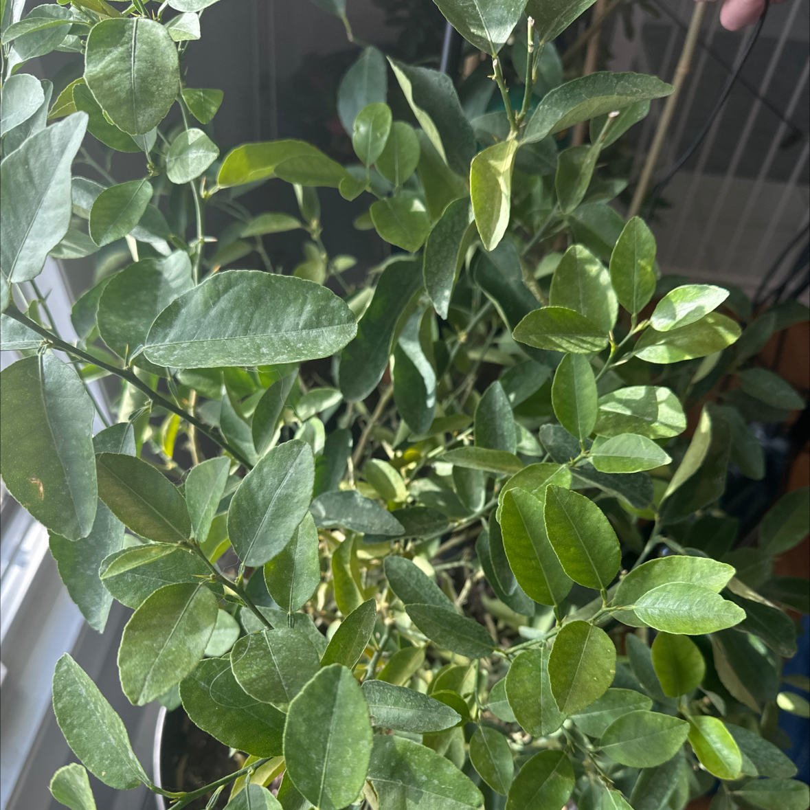 Photo of the plant species Lagunaria by @TimelyMelittis named Key lime dwarf on Greg, the plant care app