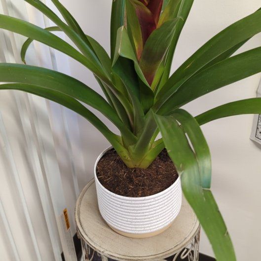 Photo of the plant species Blooming bromeliad by @JauntyLichen34 named BB on Greg, the plant care app