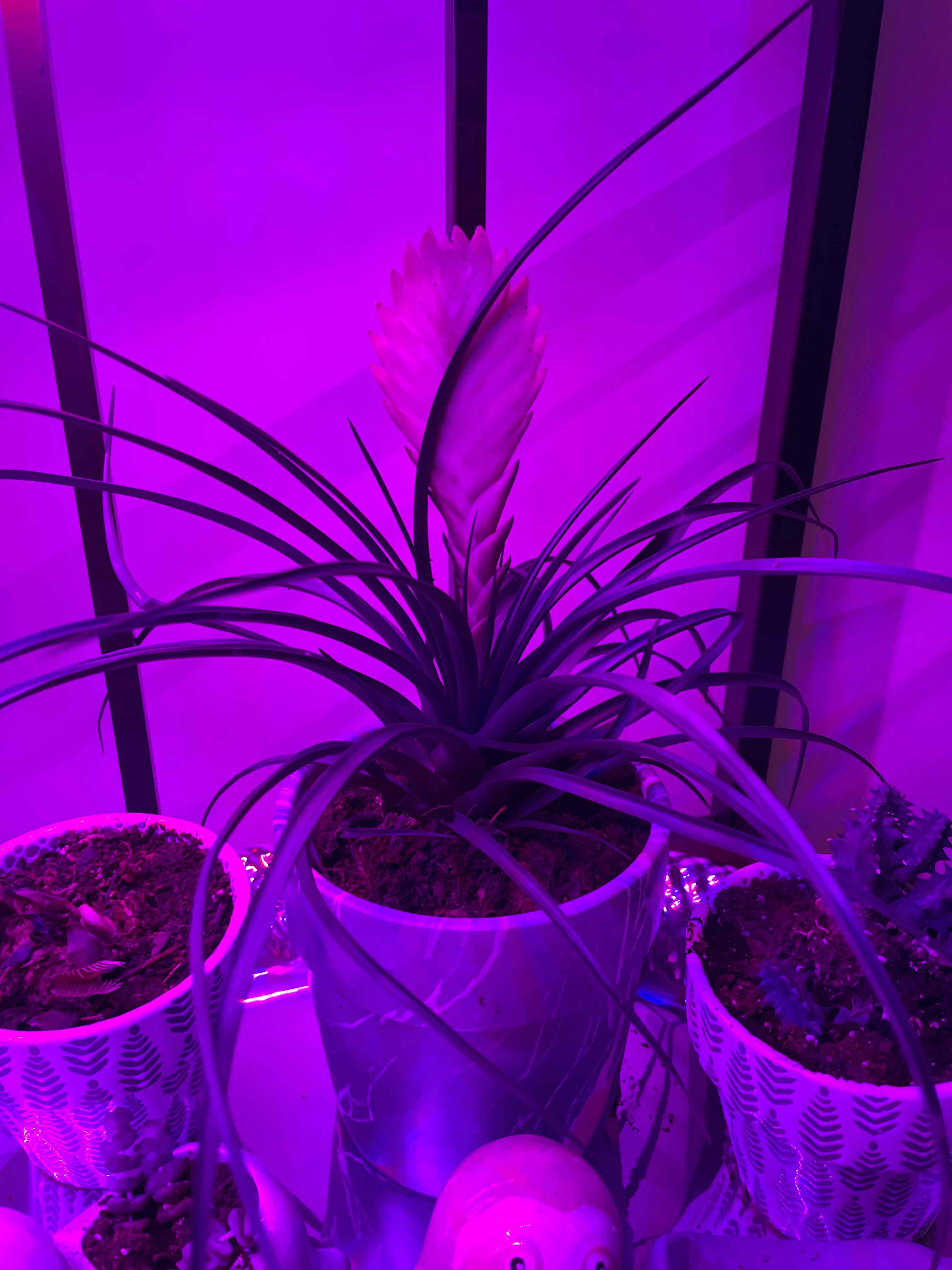 Pink Quill plant (Tillandsia cyanea) under purple lighting in a pot with soil visible.