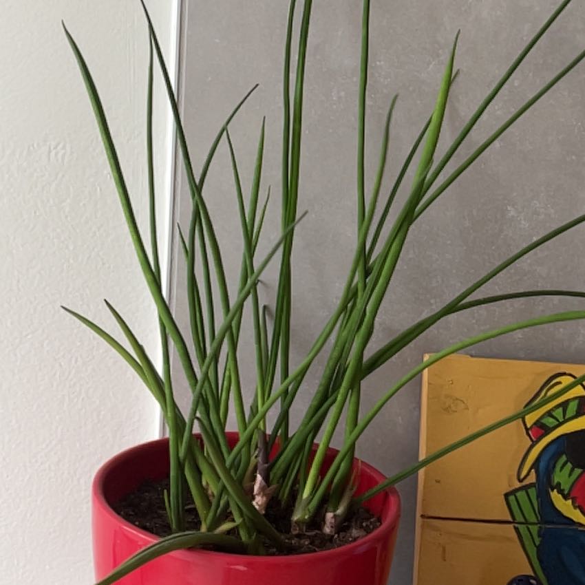 Photo of the plant species Dracaena suffruticosa by @SnazzyDutchiris named Rihanna on Greg, the plant care app