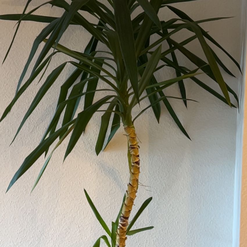 Photo of the plant species Spineless Yucca 'Puck' by @SnazzyDutchiris named Navajo on Greg, the plant care app