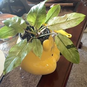 Photo of the plant species Philodendron variegated by @RemarkableMoss named Elina on Greg, the plant care app