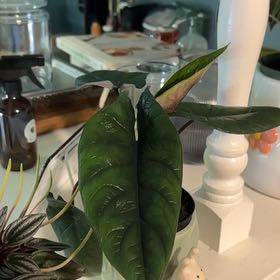 Photo of the plant species Red Scalprum by @RemarkableMoss named Sonora on Greg, the plant care app