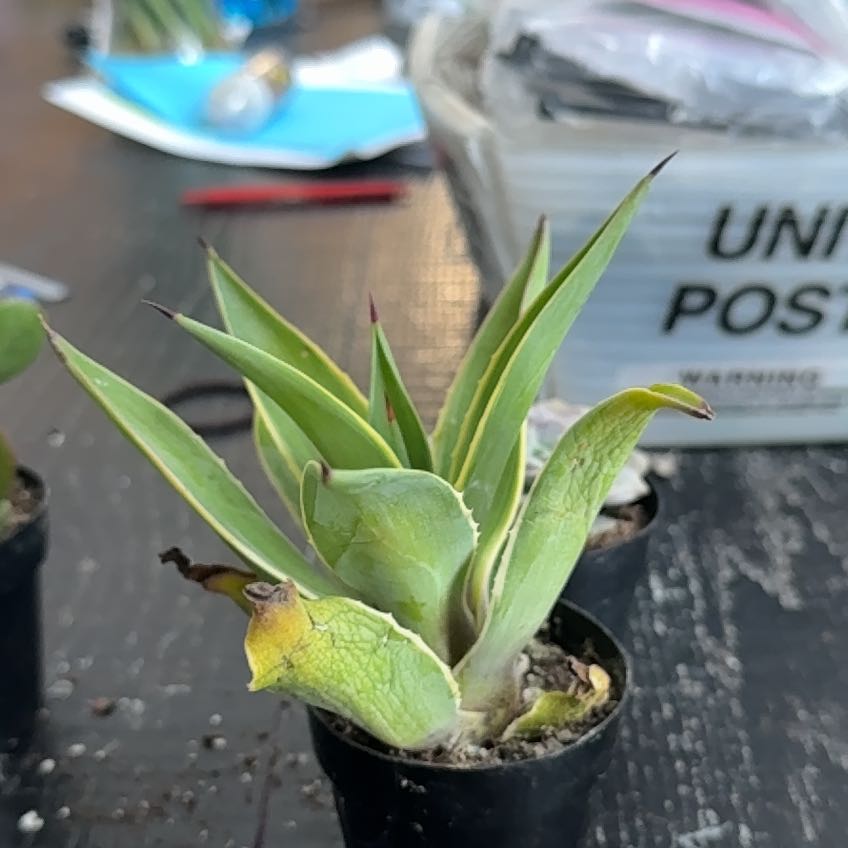 Photo of the plant species Agave desmettiana 'Variegata' by @EarthyOvalsedge named Girlfrond on Greg, the plant care app
