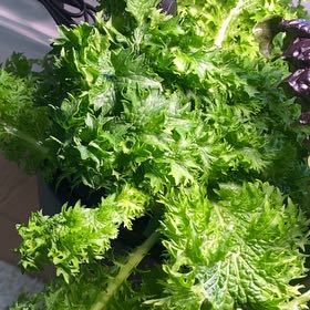 Photo of the plant species Wasabina Mustard by @BossTutsan35 named Sigmund on Greg, the plant care app