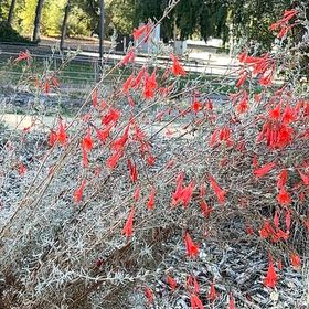 Photo of the plant species California-Fuchsia by @LushWhitebroom named Fernie Saunders on Greg, the plant care app