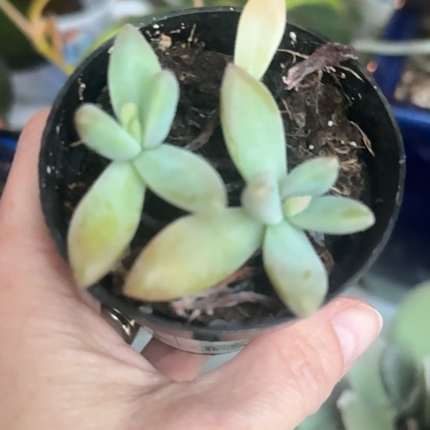 Photo of the plant species Graptoveria 'Blue Pearl' by @FierySatinwood named Kardashian on Greg, the plant care app