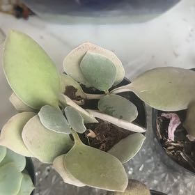 Photo of the plant species Silver Teaspoons by @FierySatinwood named Rihanna on Greg, the plant care app