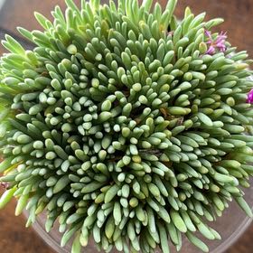Photo of the plant species Tufted Ice Plant by @CunningLilac61 named Girlfrond on Greg, the plant care app
