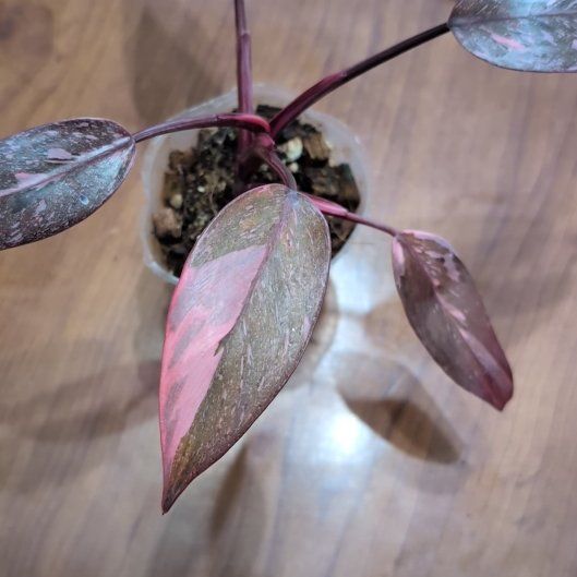 Photo of the plant species Philodendron 'Pink Marble' by @SlickRuby97 named Mollie on Greg, the plant care app