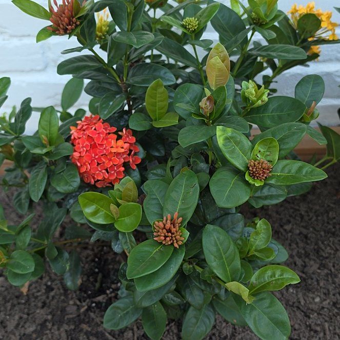 Photo of the plant species Flame of the Woods by @NeatParsley59 named Plato on Greg, the plant care app