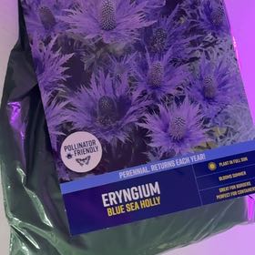 Photo of the plant species Eryngo by @ChiefAthelpine named Mollie on Greg, the plant care app