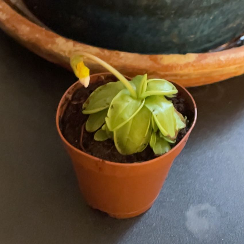Photo of the plant species Primrose Butterwort by @SnappyGlasswort named Anne on Greg, the plant care app