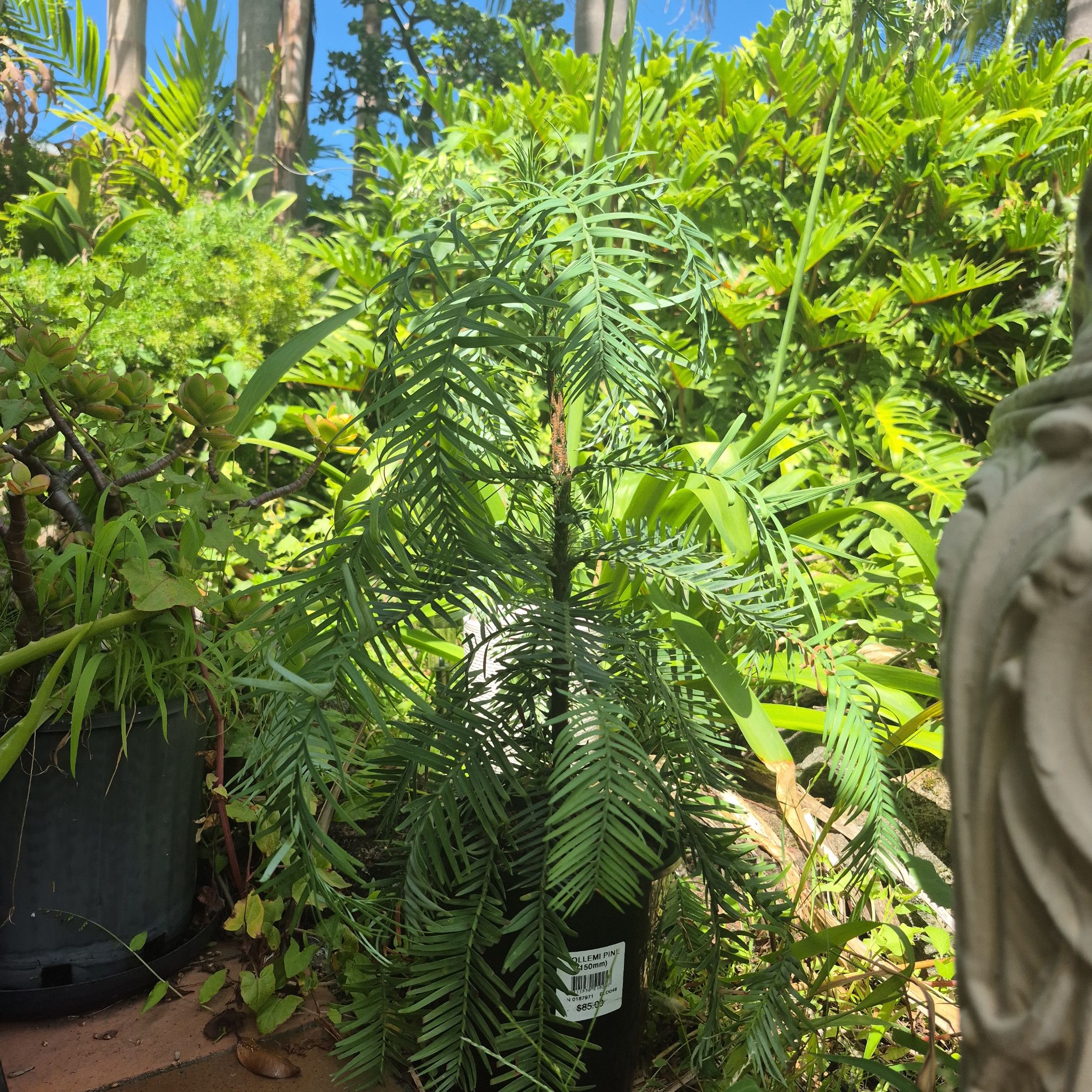 Photo of the plant species Wollemi Pine by @UltraRosea15 named Wollemi on Greg, the plant care app