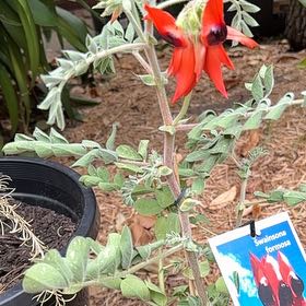 Photo of the plant species Desert Pea by @ZingSidercactus named Dolores on Greg, the plant care app