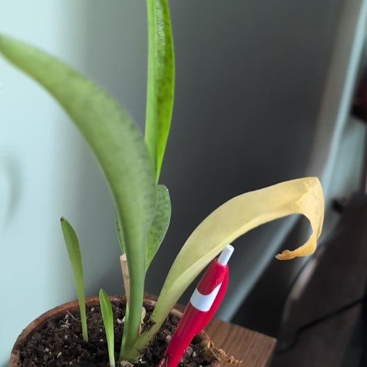 Photo of the plant species Drimiopsis kirkii by @DeluxePalqui63 named Robert Plant on Greg, the plant care app