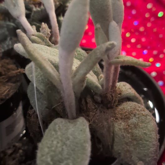 Photo of the plant species Snow White Panda Plant by @DeluxePalqui63 named McKinley on Greg, the plant care app