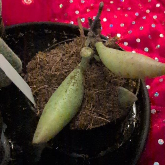 Plant care for Sedeveria 'Lilac Mist' on Greg, the plant care app